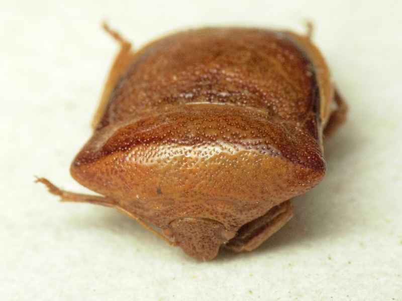 Ventocoris trigonus (Krynicki, 1871)